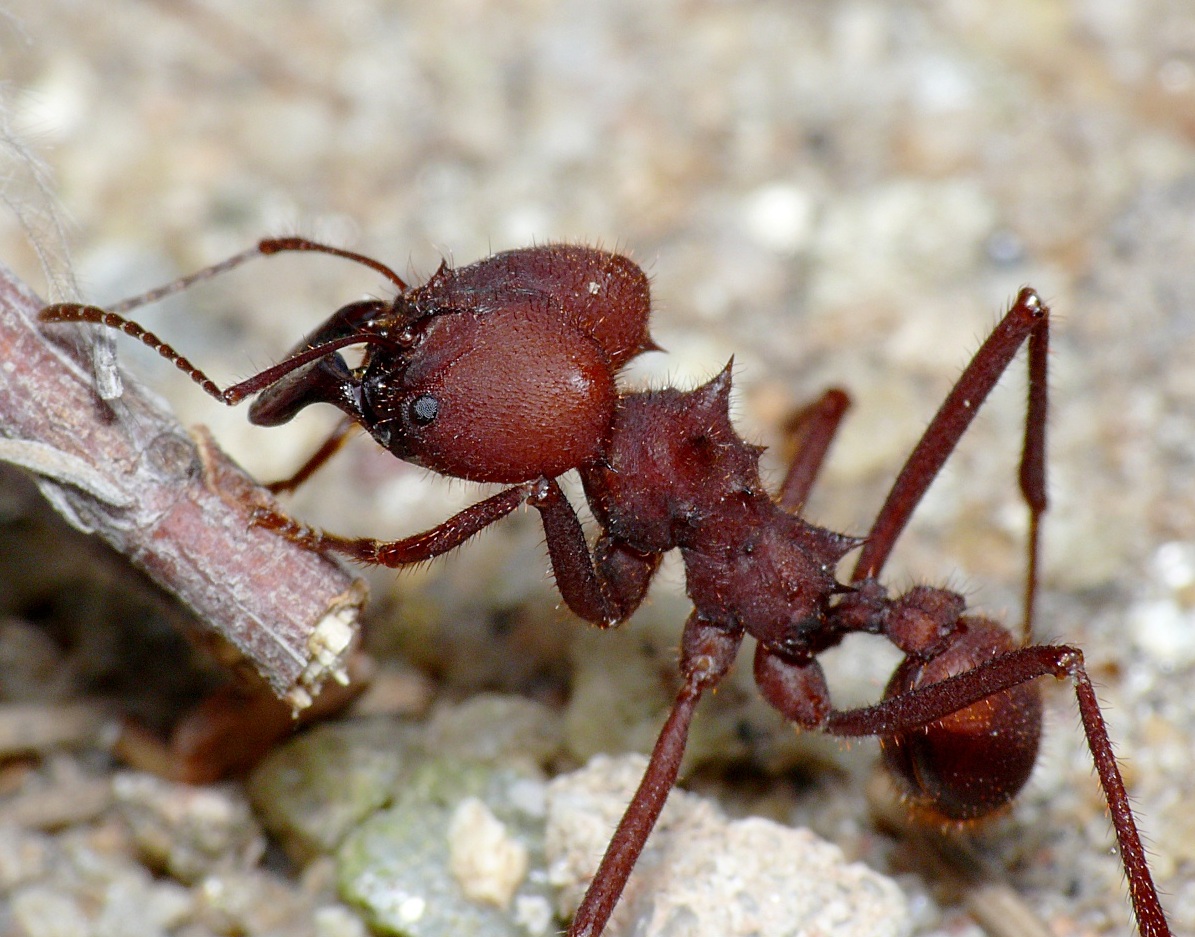 As formigas cultivadoras de fungos | Estudando a Biologia